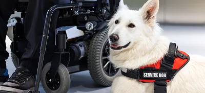 Service & Emotional Support Animals