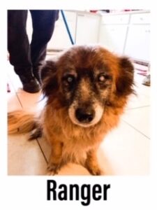 Picture of Ranger the Dog, who is a fuzzy twenty pound brown and black dog with a white muzzle. She has large cataracts on both of her eyes.