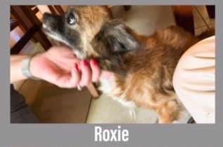 Roxie the Dog, a 13 pound dog, who is brown and black. she is getting pet on her chin.