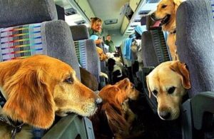 Four yellow dogs on an airplane. One laying on a seat, the other two in the seats across and the third in the aisle.