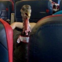 Turkey with tag on its neck on an airplane