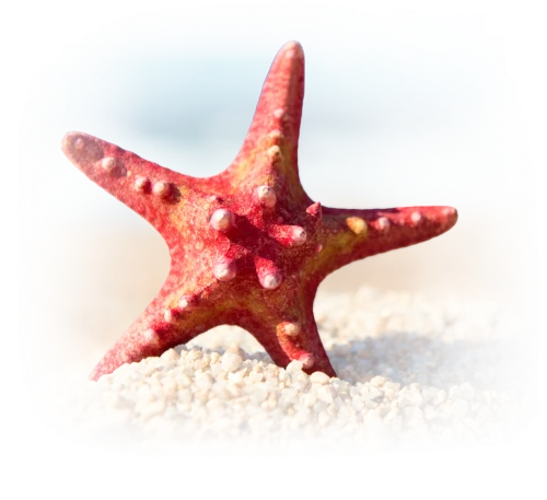 Starfish